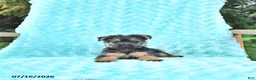 Yorkshire Terrier dogs for sale: Austin - Ad 3