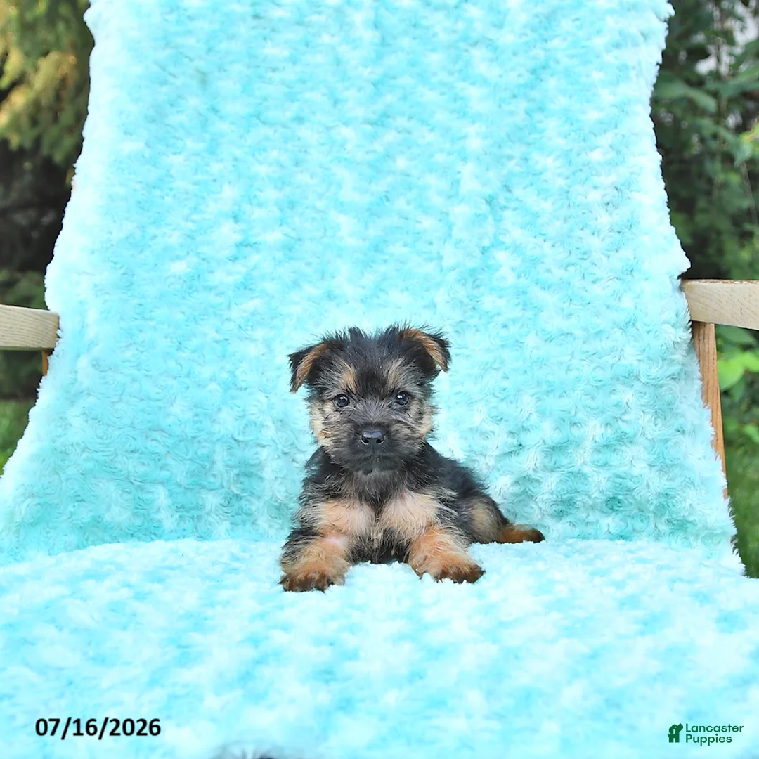 Yorkshire Terrier dogs for sale: Austin - Ad 3