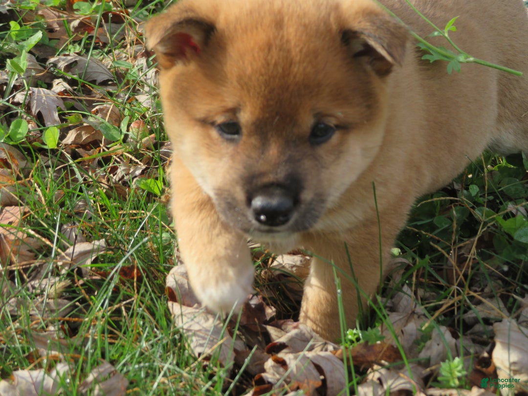 Shiba Inu dogs for sale: Shiba Inu Puppy 1 Jim - Ad 2
