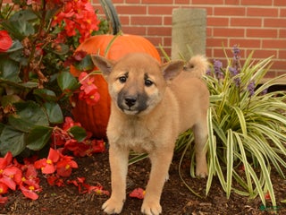 Shiba Inu dogs - Ad 31