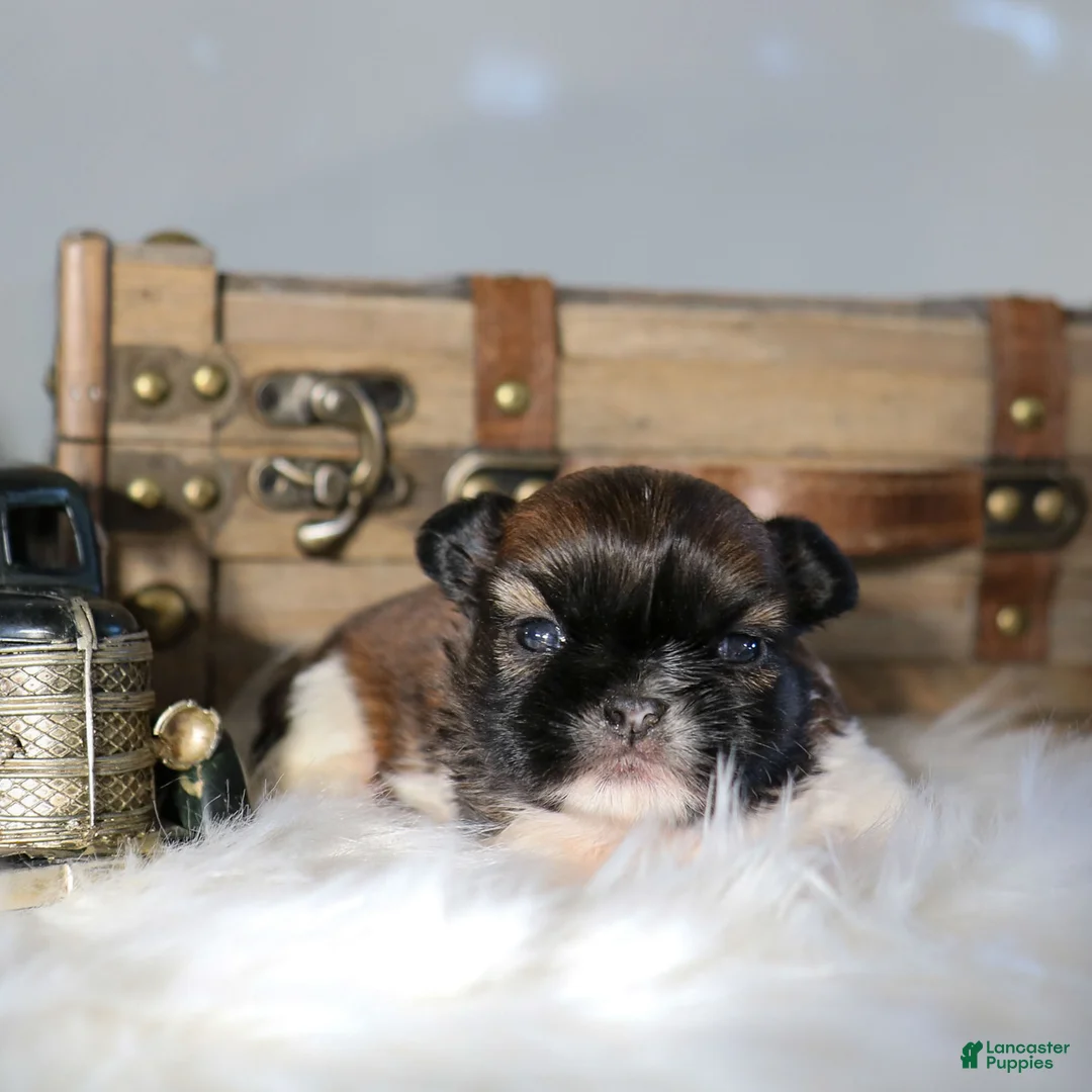 Shih Tzu dogs for sale: Jackie Shih Tzu Puppy  - Ad 1
