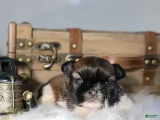 Shih Tzu dogs Jackie Shih Tzu Puppy - Ad 6