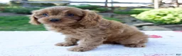 Cavapoo dogs for sale: Ezra - Ad 3