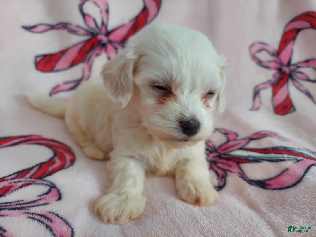 Maltipoo dogs for sale: Osiris---Maltipoo, in home raised, non-shedding - Ad 3