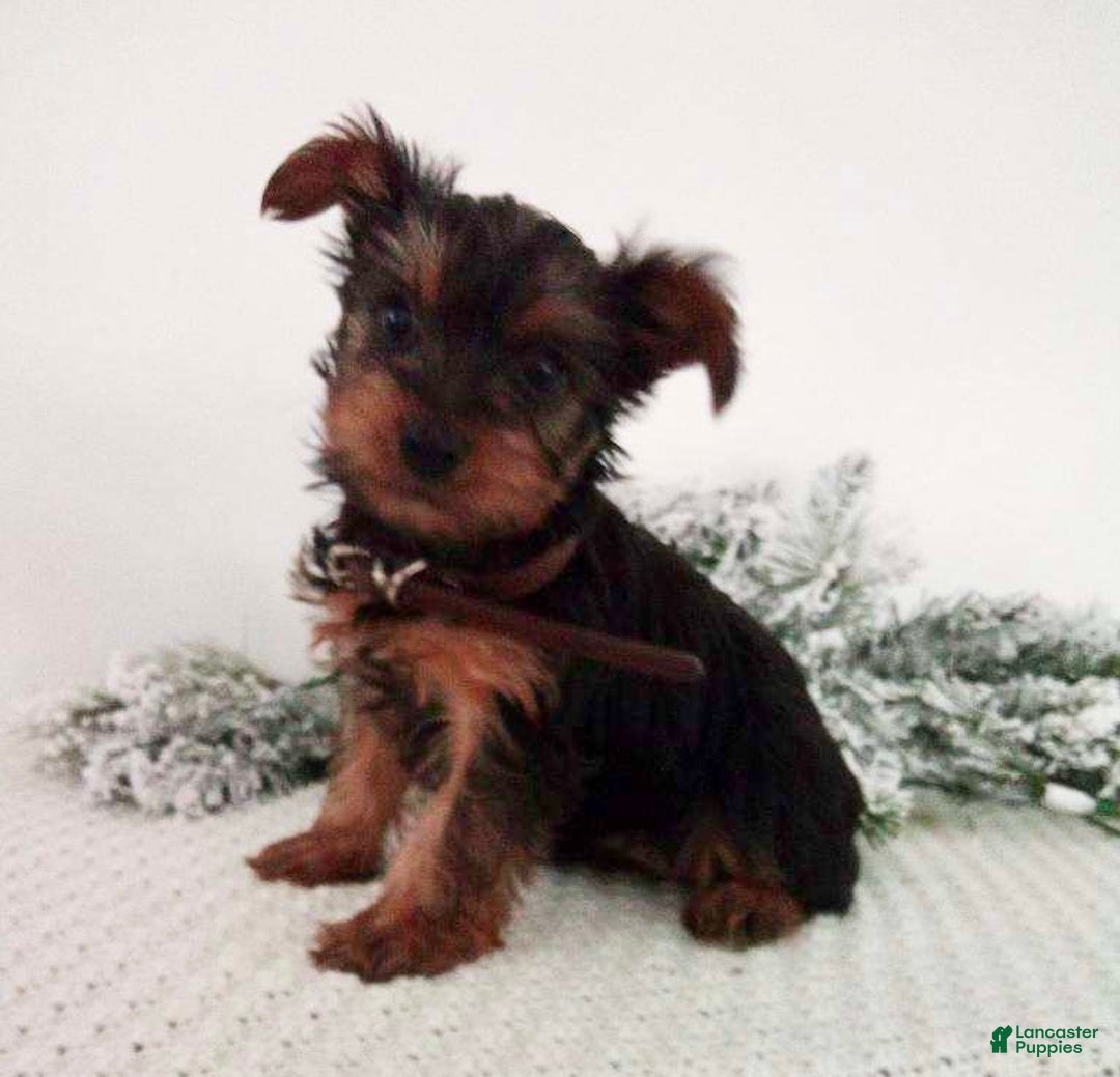 Yorkshire Terrier dogs for sale: Judy - Ad 1