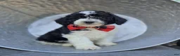 Mini Sheepadoodle dogs for sale: Teddy - Ad 2