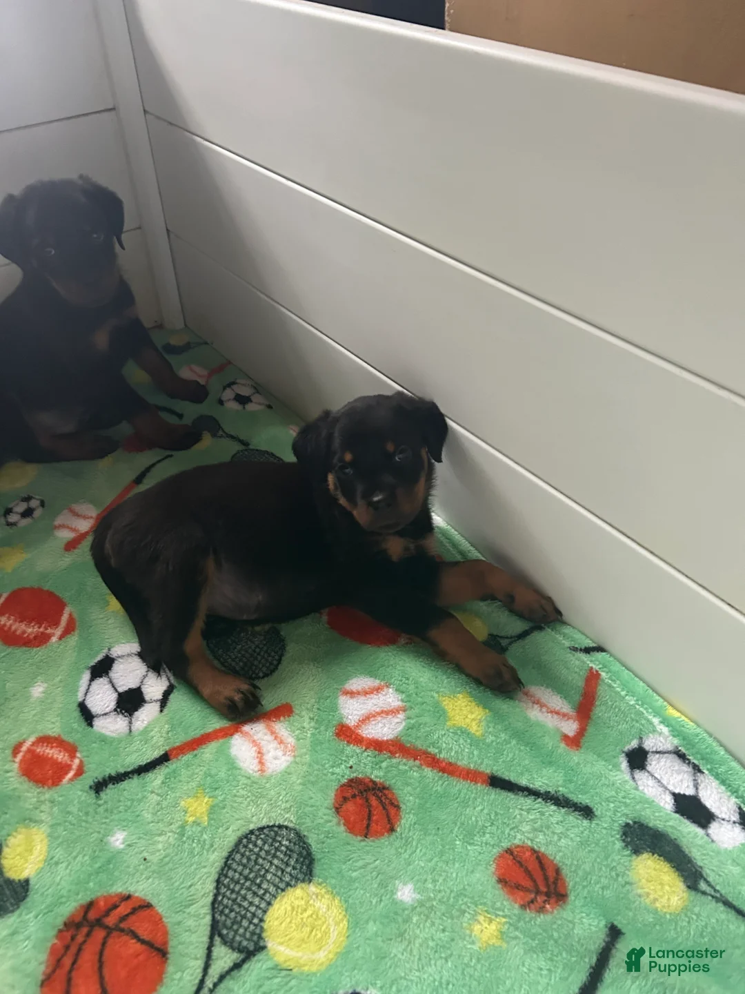 Rottweiler dogs for sale: Rottweiler Puppy 6 - Ad 1