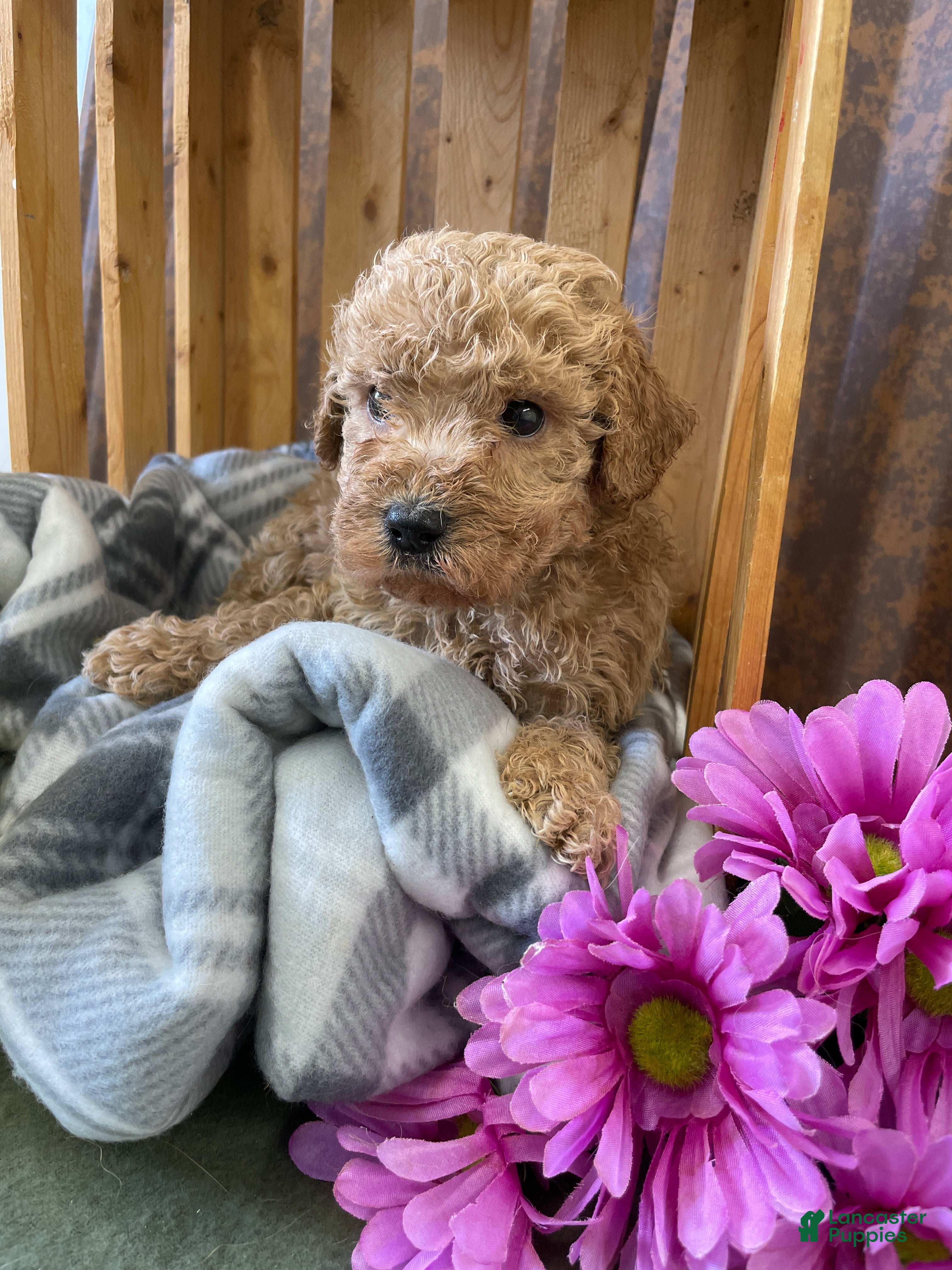 Labradoodle dogs Larry - Ad 15