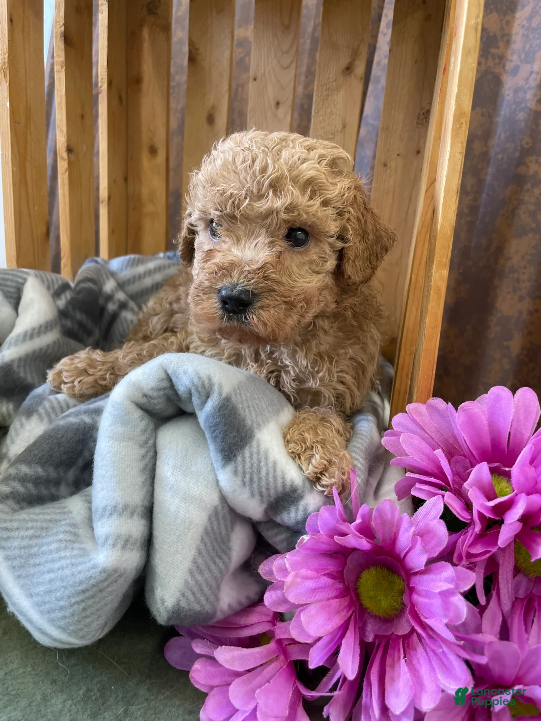 Labradoodle dogs for sale: Larry - Ad 1
