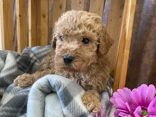 Labradoodle dogs Larry - Ad 15