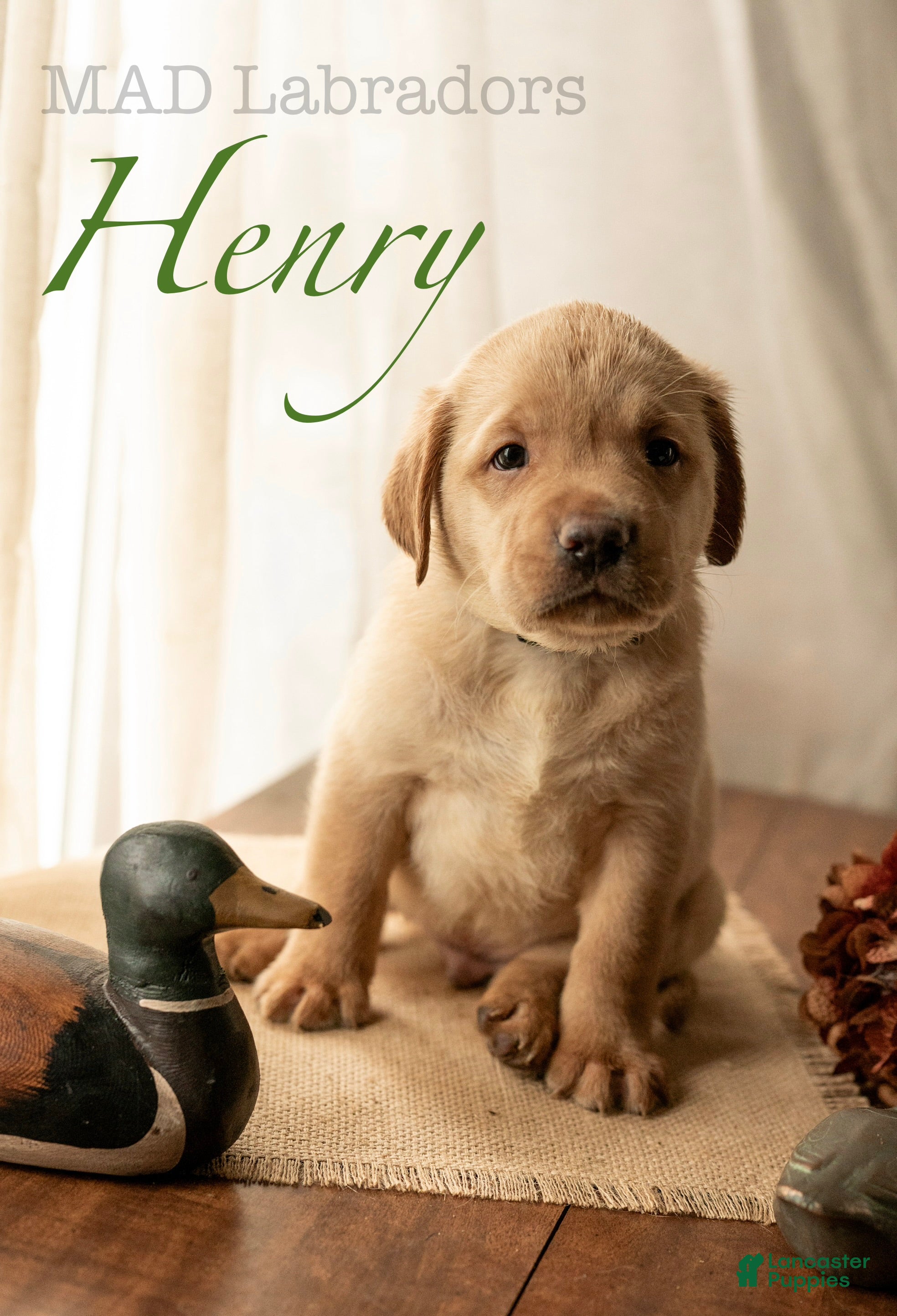 Labrador Retriever dogs Henry - Ad 18