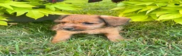 Mixed Breed dogs for sale: Twilight - Ad 1