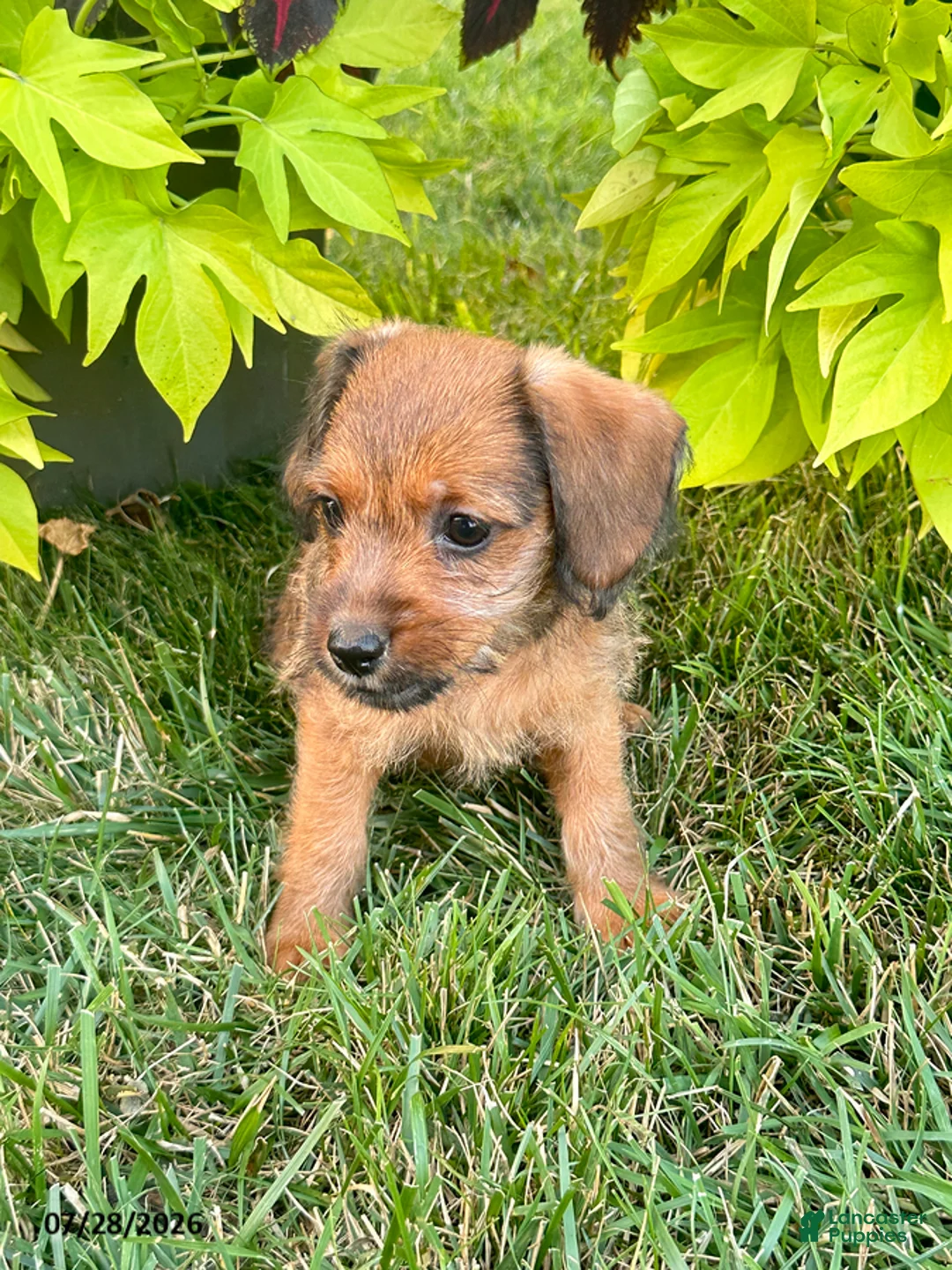 Mixed Breed dogs for sale: Twilight - Ad 1