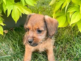 Mixed Breed dogs Twilight - Ad 22