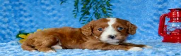 Cavapoo dogs for sale: Cavapoo 1 - Ad 4