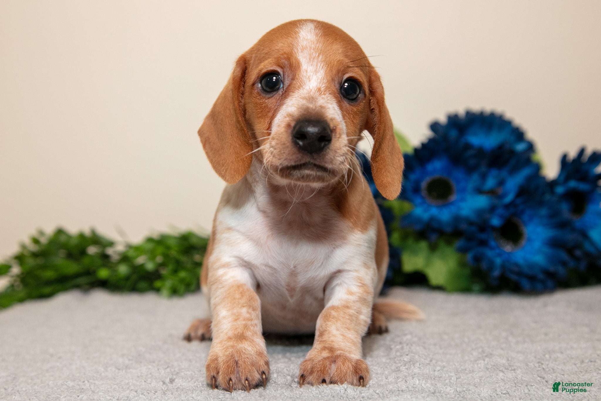 Miniature Dachshund dogs Sam - Ad 2