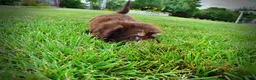 Havapoo dogs for sale: Frisky - Ad 12