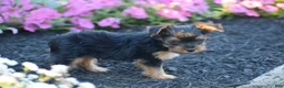 Yorkshire Terrier dogs for sale: Conway - Ad 5