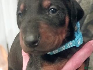 Doberman Pinscher dogs Bruno - Ad 37