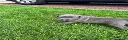 Mixed Breed dogs for sale: Ivy - Ad 6