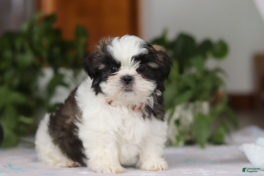 Shih Tzu dogs for sale: Kyle - Ad 5
