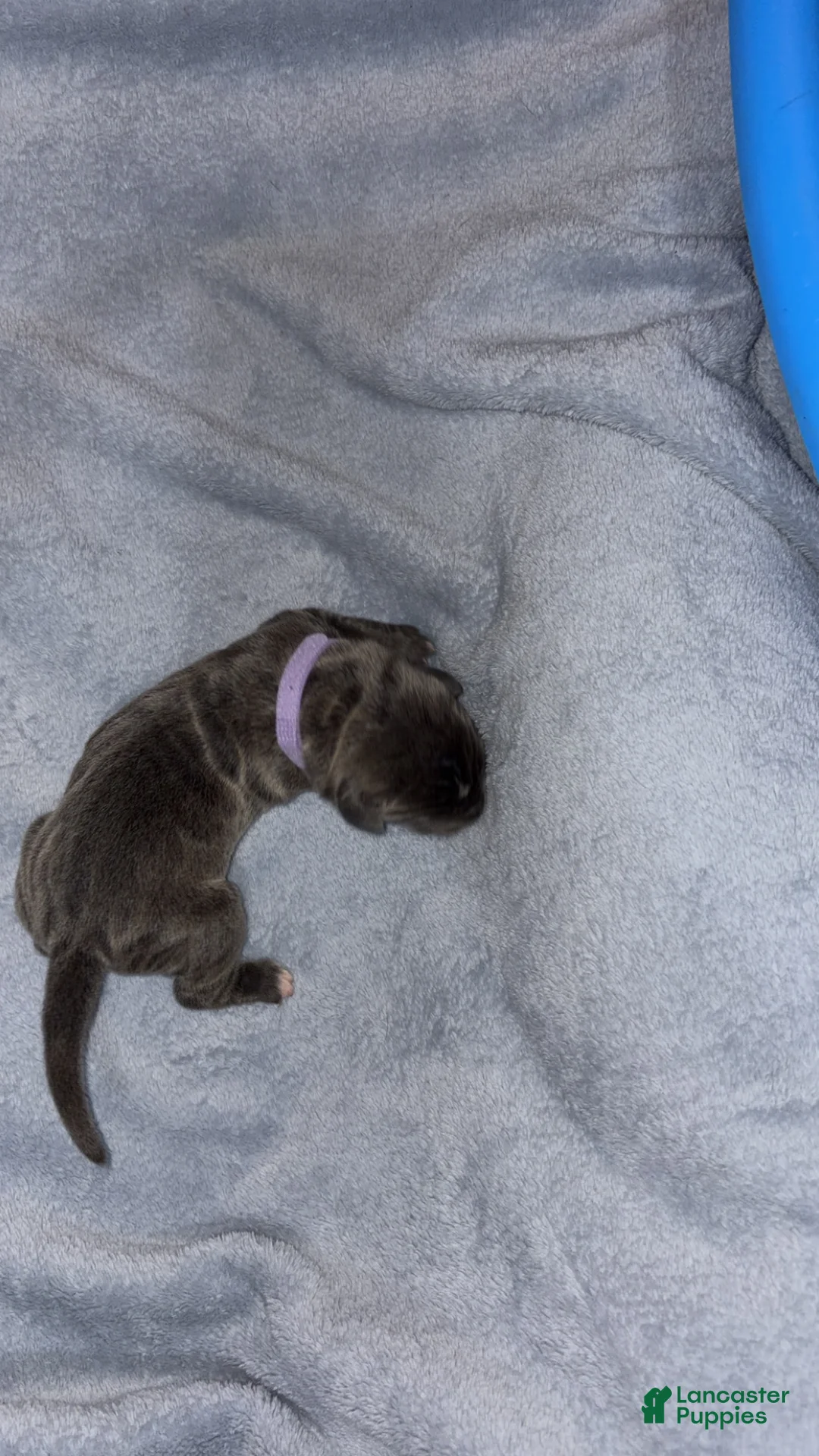 Cane Corso dogs for sale: Cane Corso 4 - Ad 2