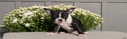 Boston Terrier dogs for sale: Tessa - Ad 4