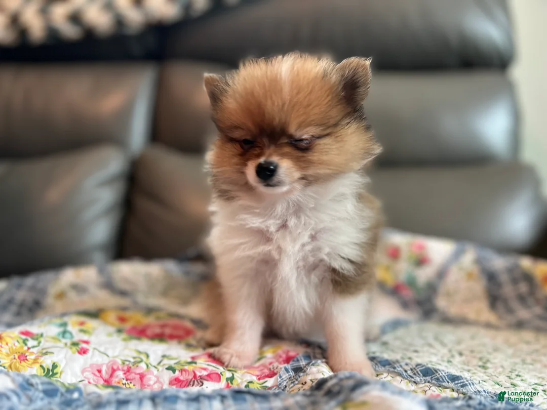 Pomeranian dogs for sale: Bella - Ad 1