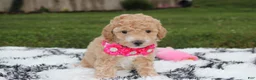 Bichpoo dogs for sale: Kallista  - Ad 13