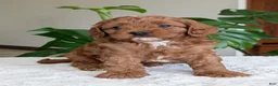 Cavapoo dogs for sale: Myles - Ad 8
