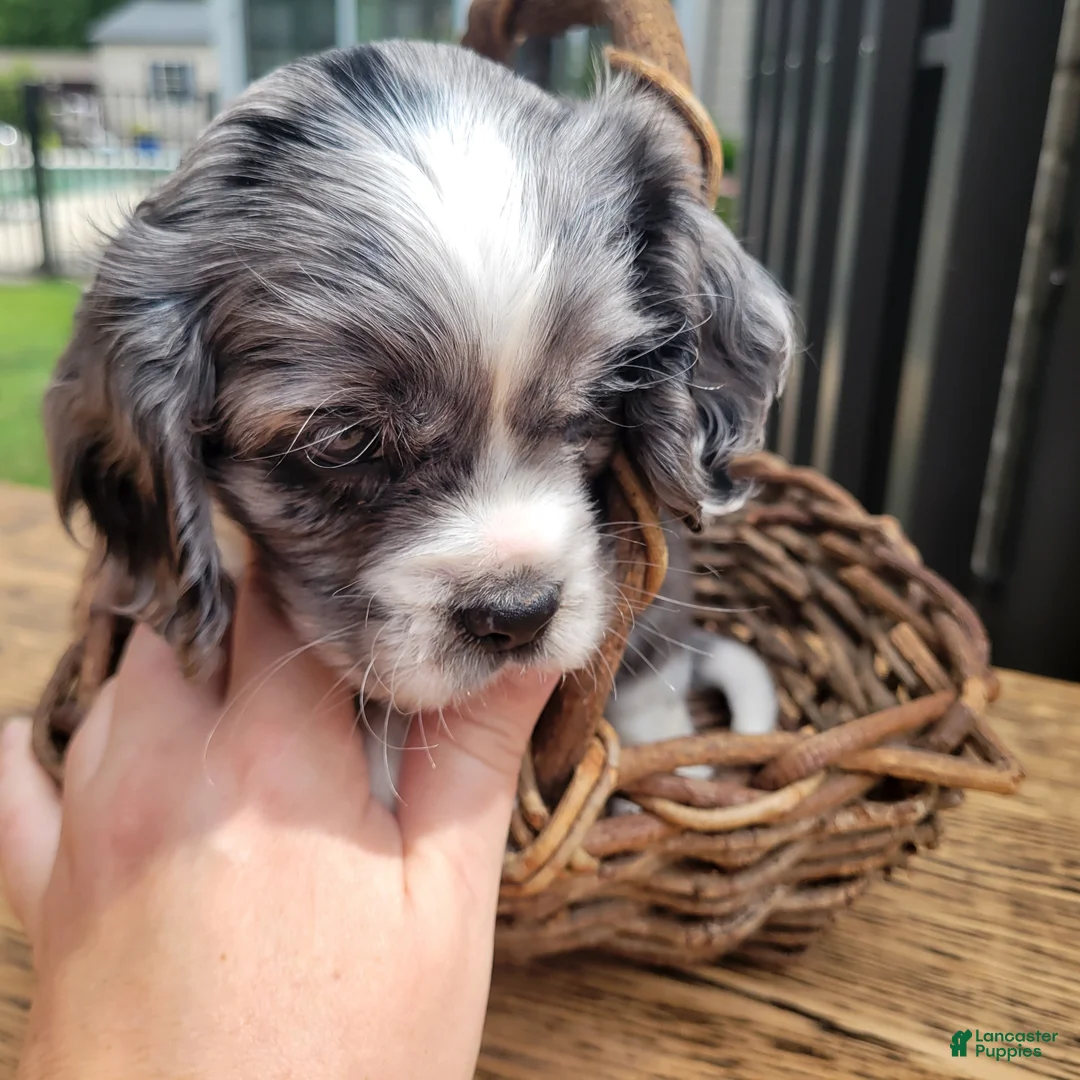 Mixed Breed dogs for sale: Silver - Ad 3