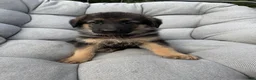 German Shepherd dogs for sale: Memphis - Ad 2