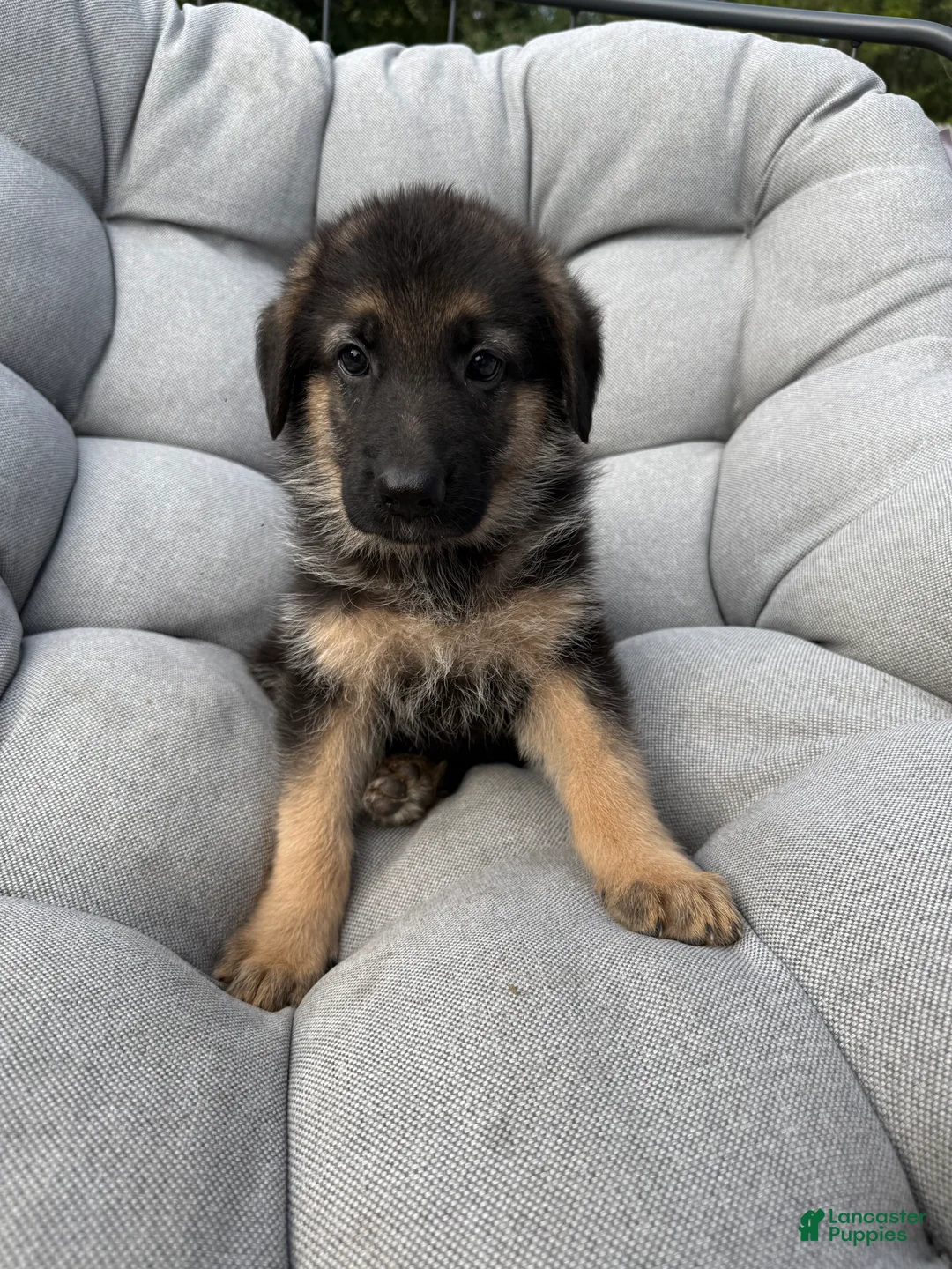 German Shepherd dogs for sale: Memphis - Ad 2