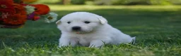 Great Pyrenees dogs for sale: AKC Apollo - Ad 3