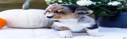 Mixed Breed dogs for sale: Coco - Ad 7