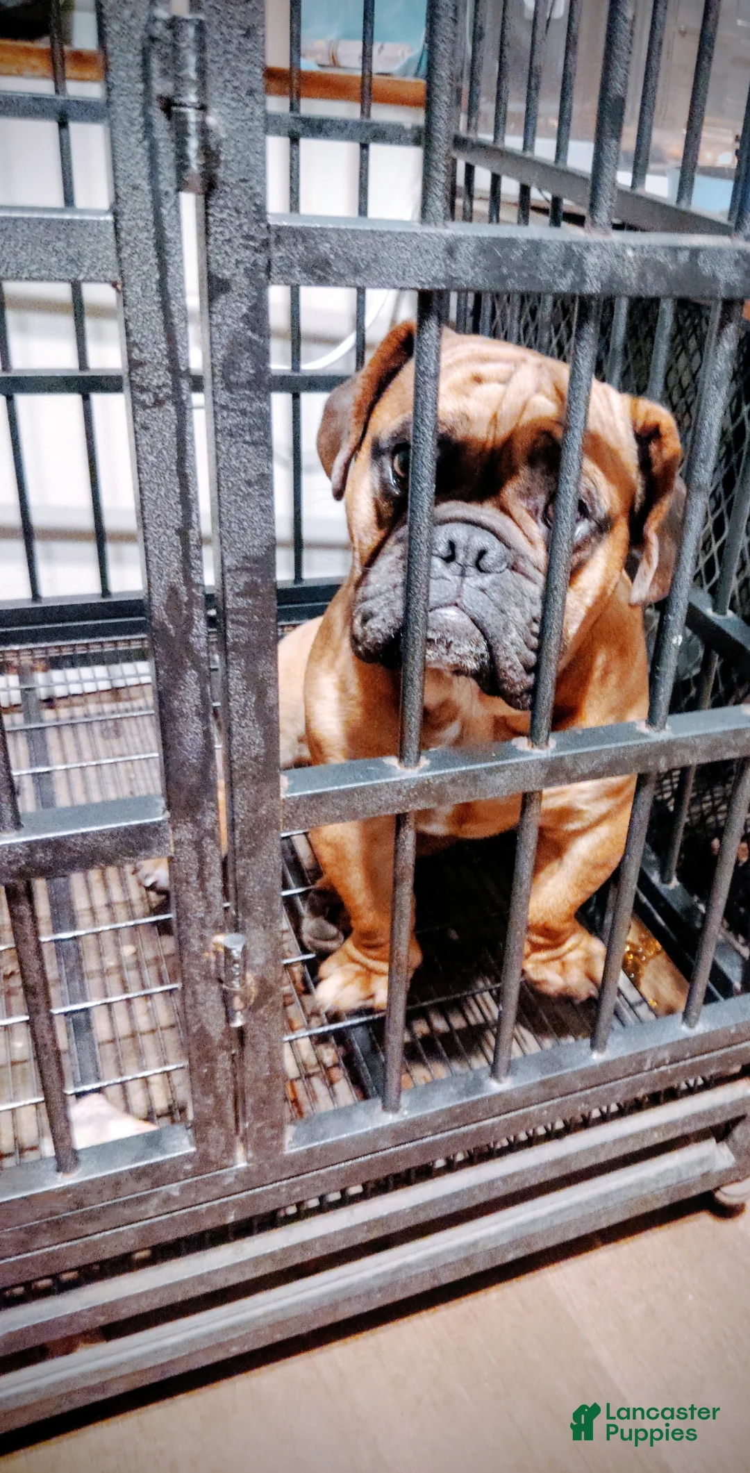 Mixed Breed dogs for sale: Mixed Breed 1 - Ad 4