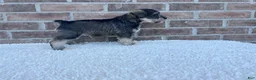 Miniature Schnauzer dogs for sale: Skip - Ad 4