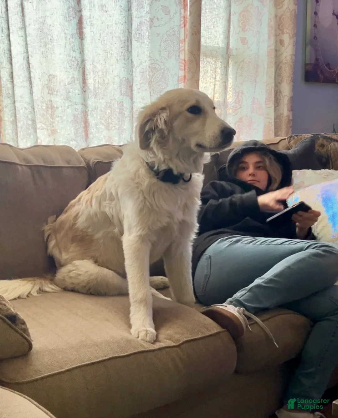 Mixed Breed dogs for sale: Hannah - Ad 7