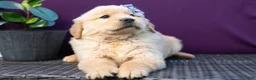 Golden Retriever dogs for sale: Sawyer - Ad 6