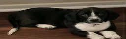Basset Hound dogs for sale: Morrigan - Ad 1