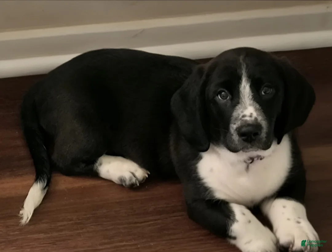 Basset Hound dogs for sale: Morrigan - Ad 1