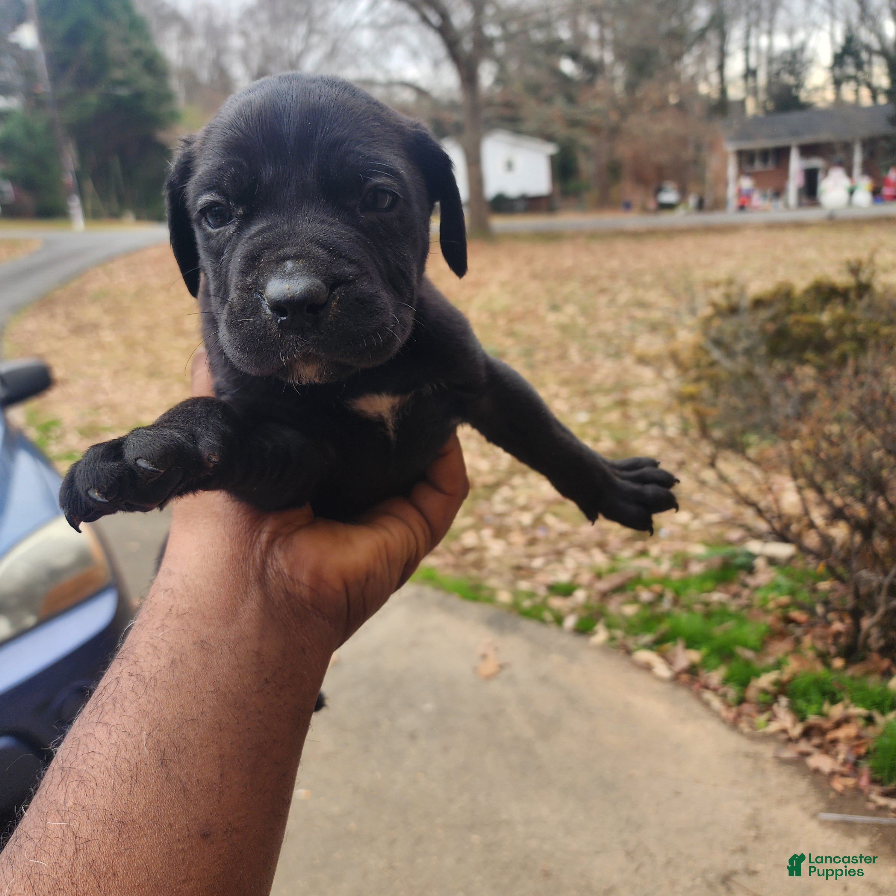 South African Boerboels dogs Blacky - Ad 2