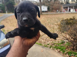 South African Boerboels dogs Blacky - Ad 6
