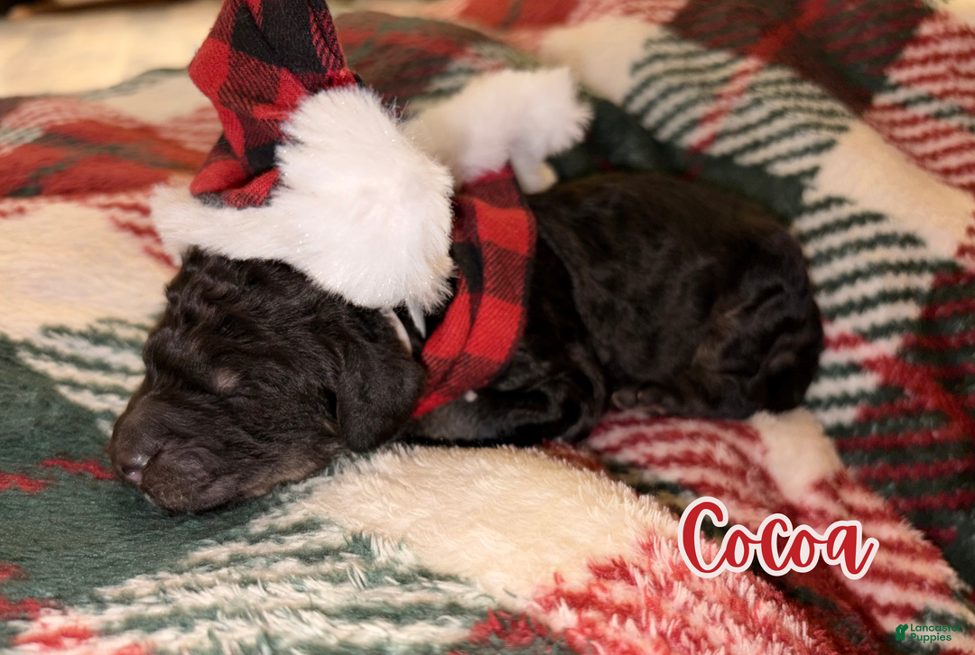 Standard Poodle dogs for sale: Cocoa - Ad 9