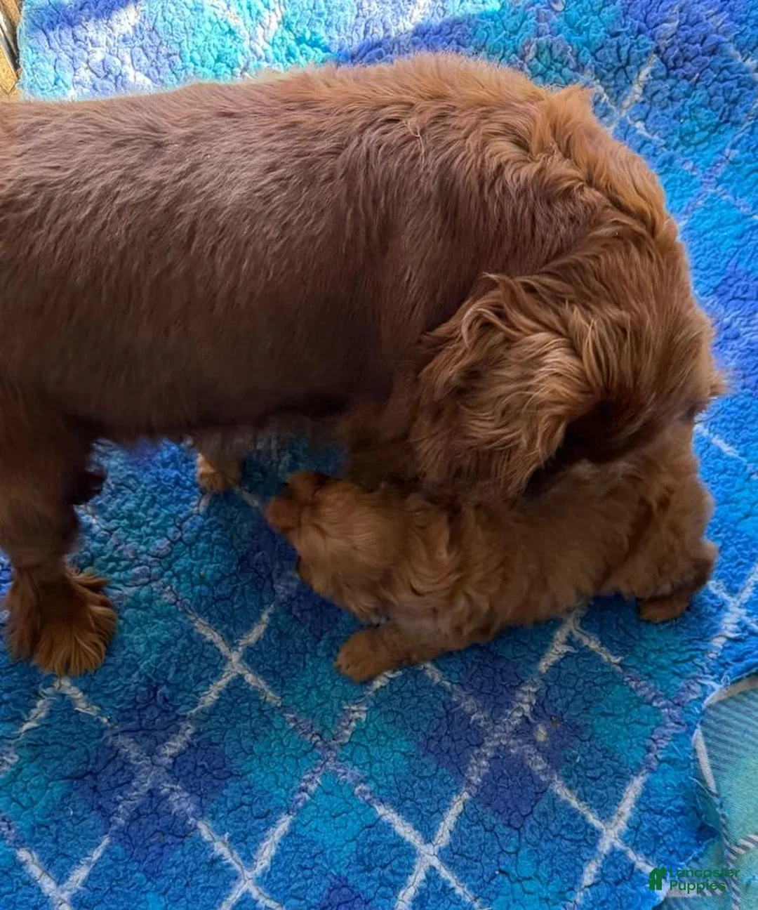 Cavapoo dogs for sale: Molly - Ad 2