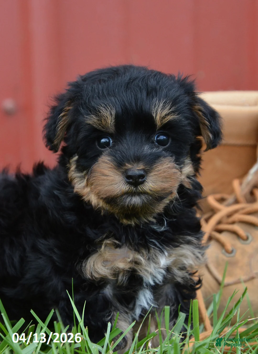Yorkiepoo dogs for sale: Jax - Ad 6