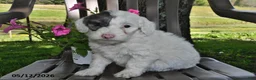 Goldendoodle dogs for sale: Maggie - Ad 3
