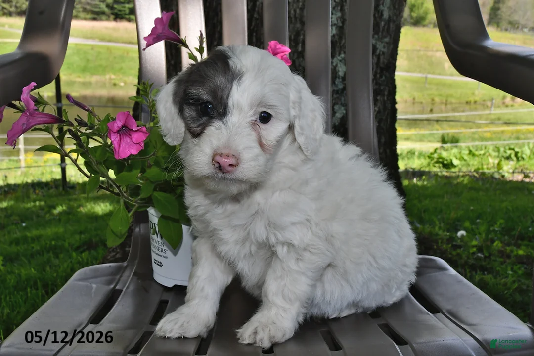 Goldendoodle dogs for sale: Maggie - Ad 3