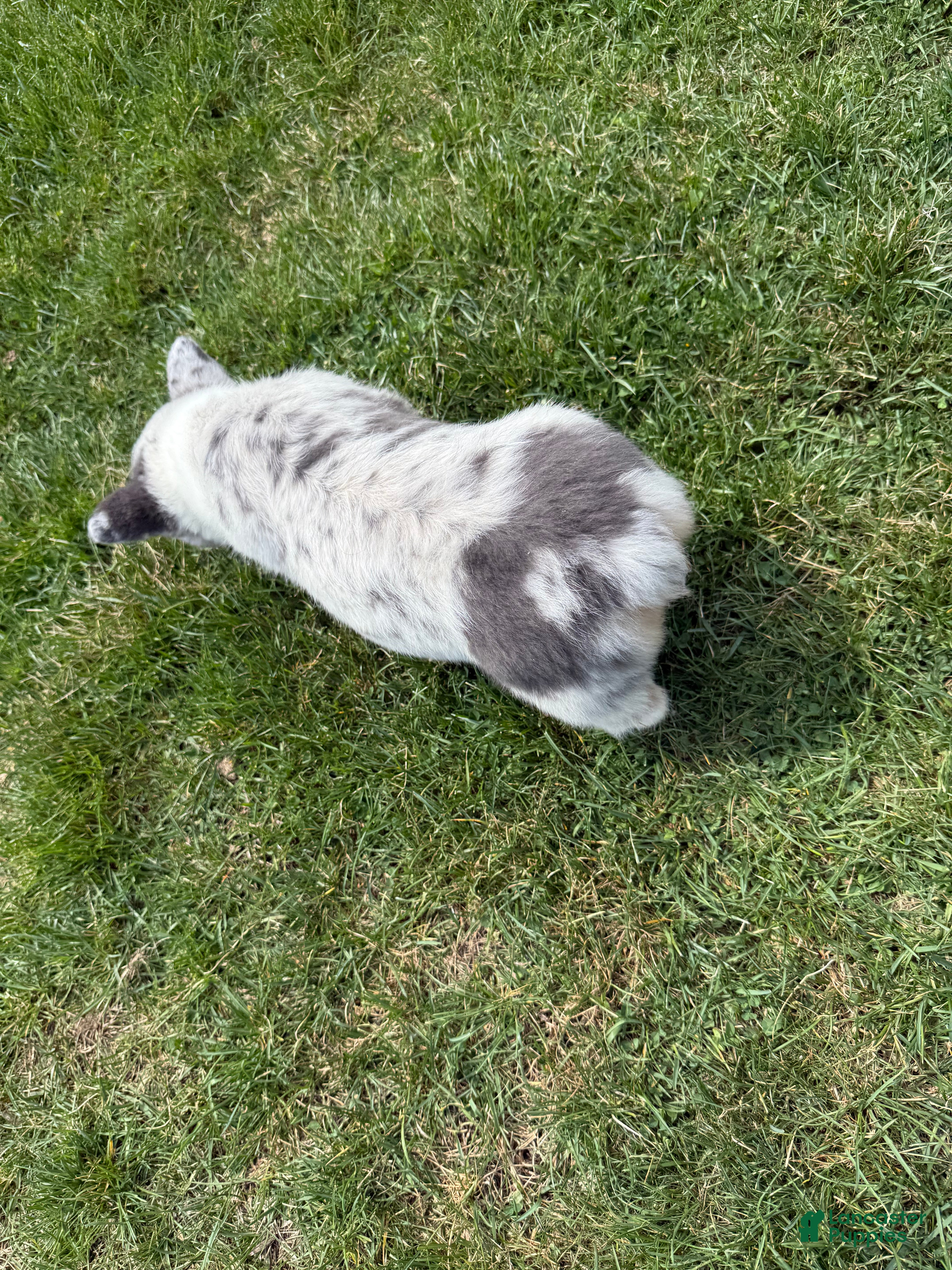 American Corgi dogs for sale: American Corgi Puppy 4 - Ad 4