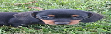 Miniature Dachshund 2